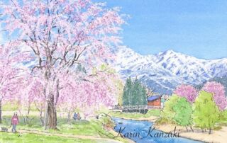 白馬村大出公園の枝垂れ桜｜イラストレーター かんざき かりん